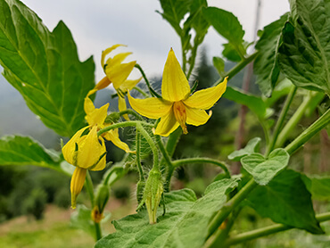 An example of bloom drop