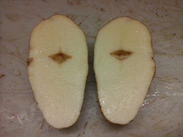 Hollow heart in potatoes