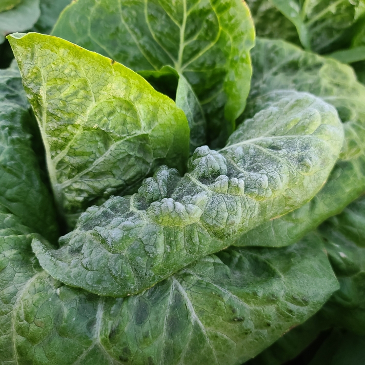 FROM THE FIELDS: DESERT LETTUCE ICE - Markon