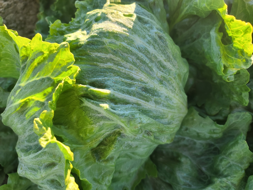 FROM THE FIELDS: LIGHT LETTUCE ICE IN THE DESERT REGION - Markon