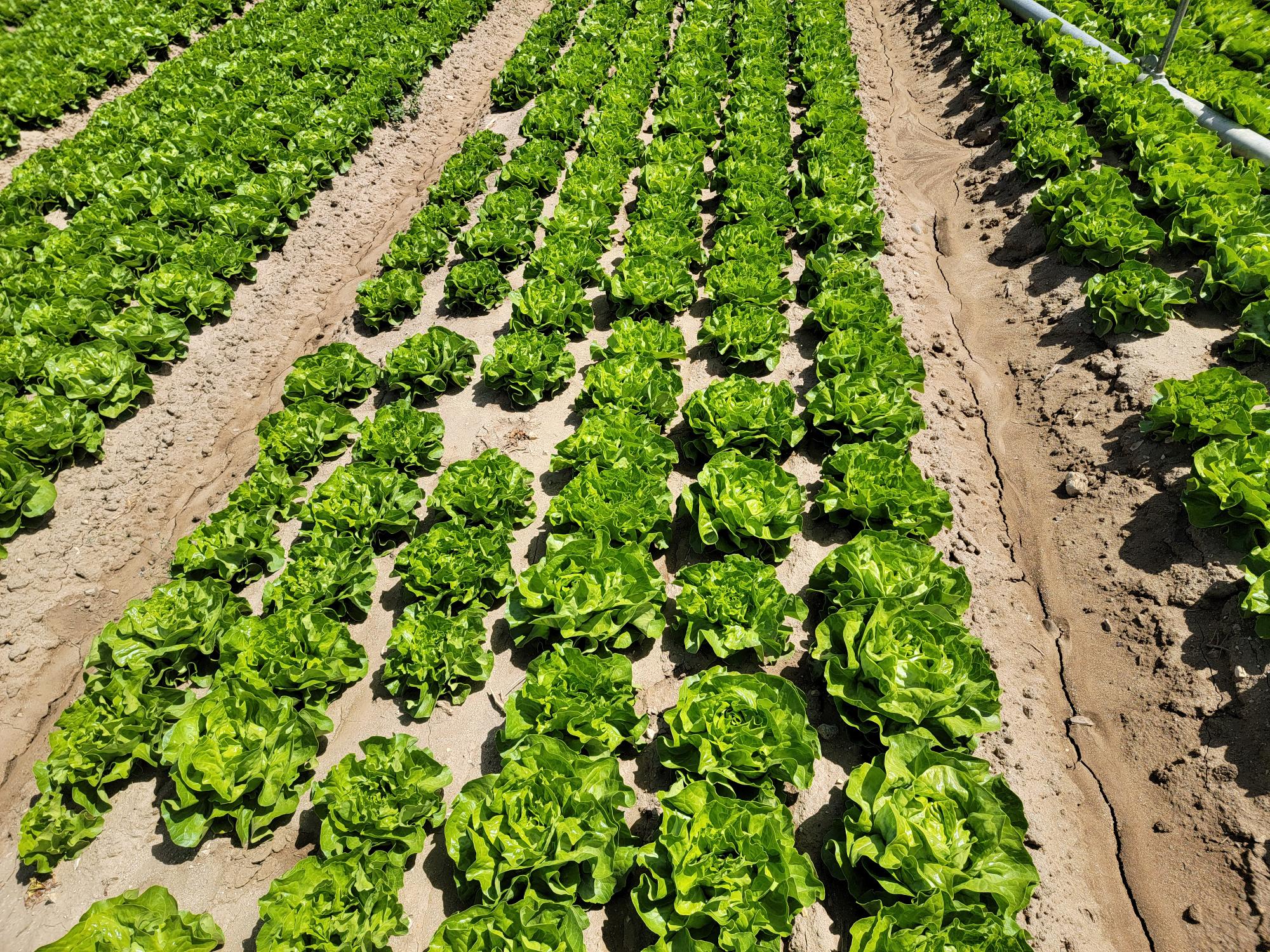 FROM THE FIELDS: SALINAS VALLEY LETTUCE UPDATE - Markon