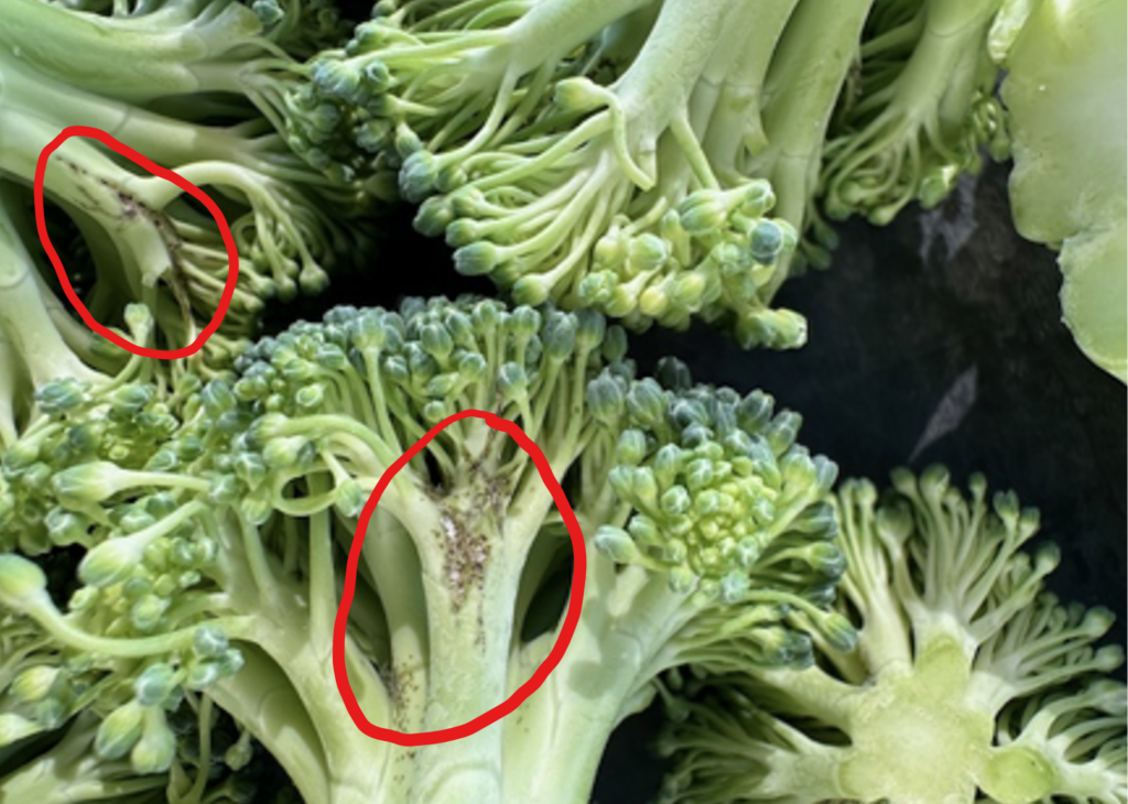 FROM THE FIELDS: DOWNY MILDEW IN DESERT BROCCOLI - Markon