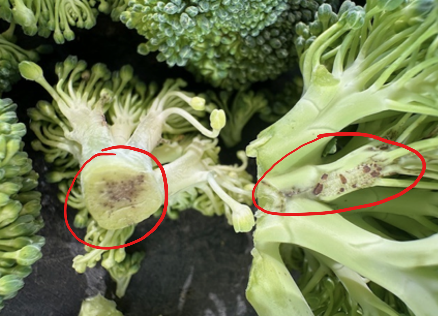 FROM THE FIELDS: DOWNY MILDEW IN DESERT BROCCOLI - Markon